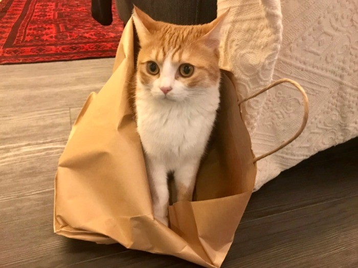 紙袋だいすきなごろりん