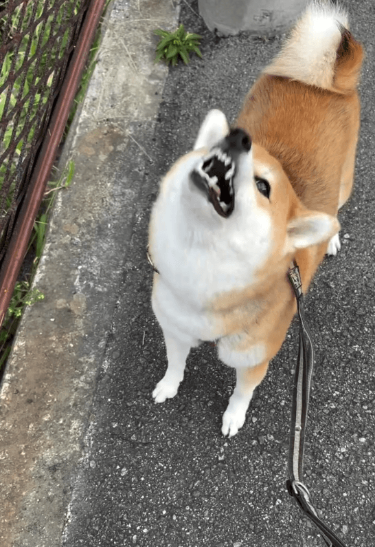 歯をカチカチ！「石があるよ！」を教えてくれるゆきちゃん 画像提供：柴犬ゆきちゃん