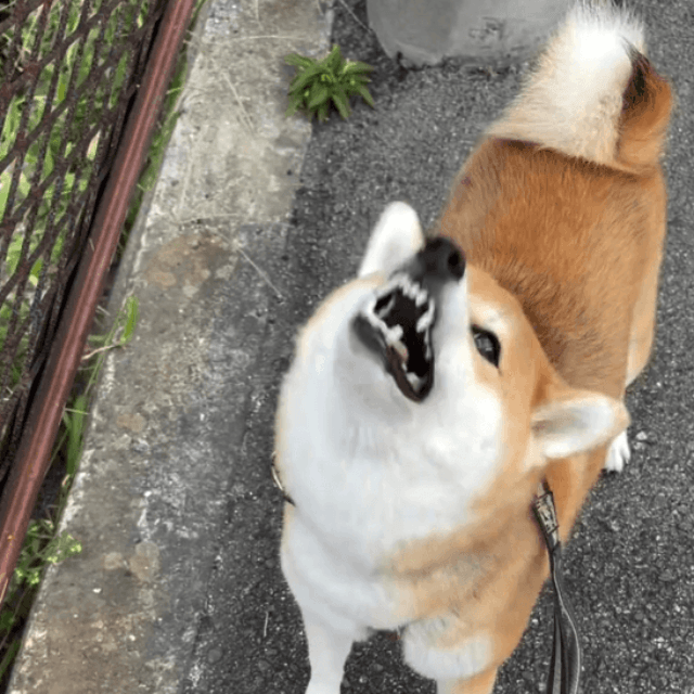 歯をカチカチ！「石があるよ！」を教えてくれるゆきちゃん 画像提供：柴犬ゆきちゃん