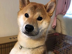 Stay Home！ ワンコの「ハウス」を見習おう 柴「りく」