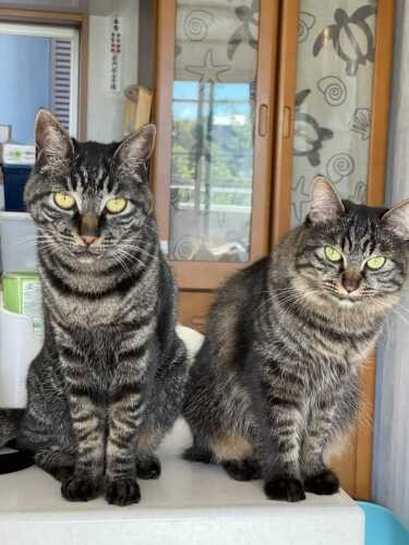 普段のちまとはぐ