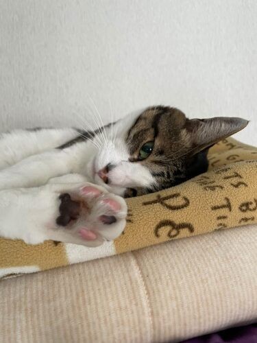 家にきたころの「ゴヤール」