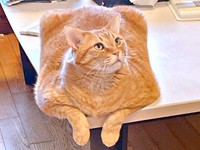 デスクの隅っこでくつろぐまいけるくん（画像提供：ひなぴさん）