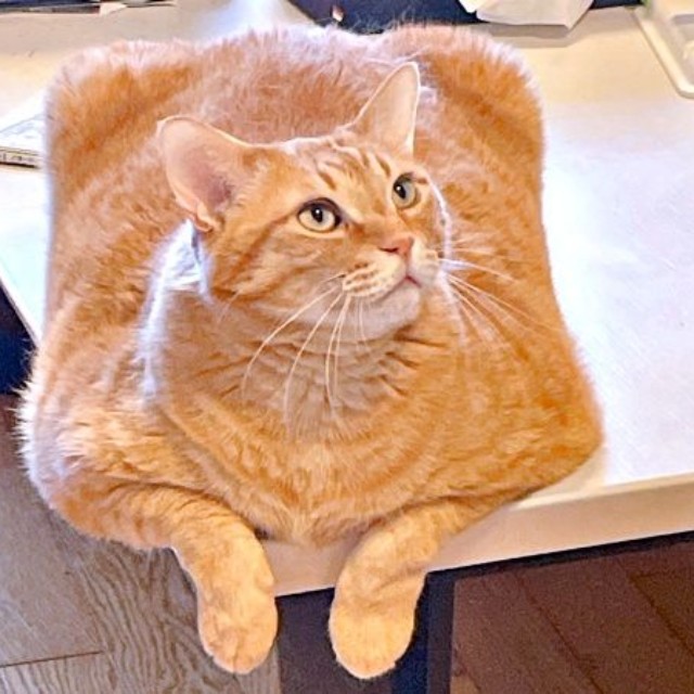 デスクの隅っこでくつろぐまいけるくん（画像提供：ひなぴさん）