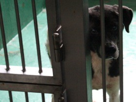 声帯切られたボロボロの老犬、引き取り先の米国で「妻子」と再会