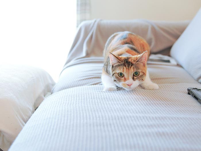 ココのお尻フリフリロックオン！【進む】→