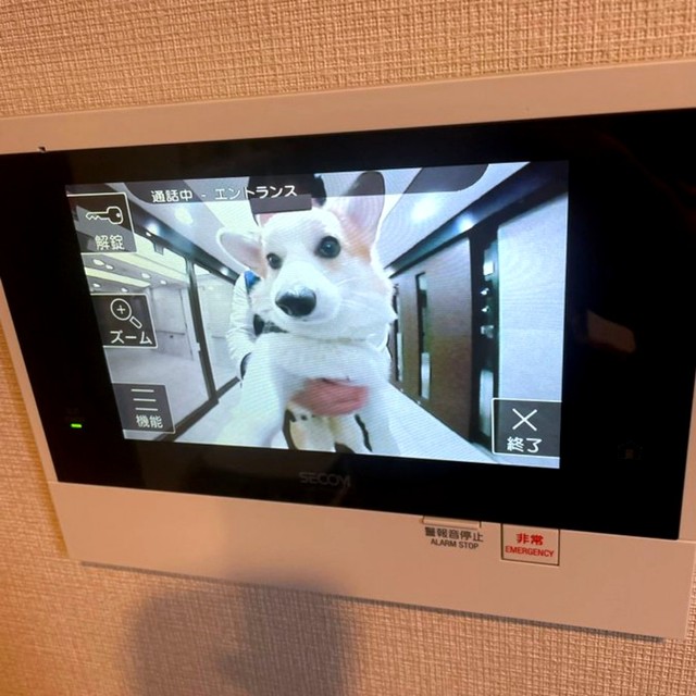 インターホンのモニタに映るぱんちゃん（画像提供：ぱん コーギーさん）