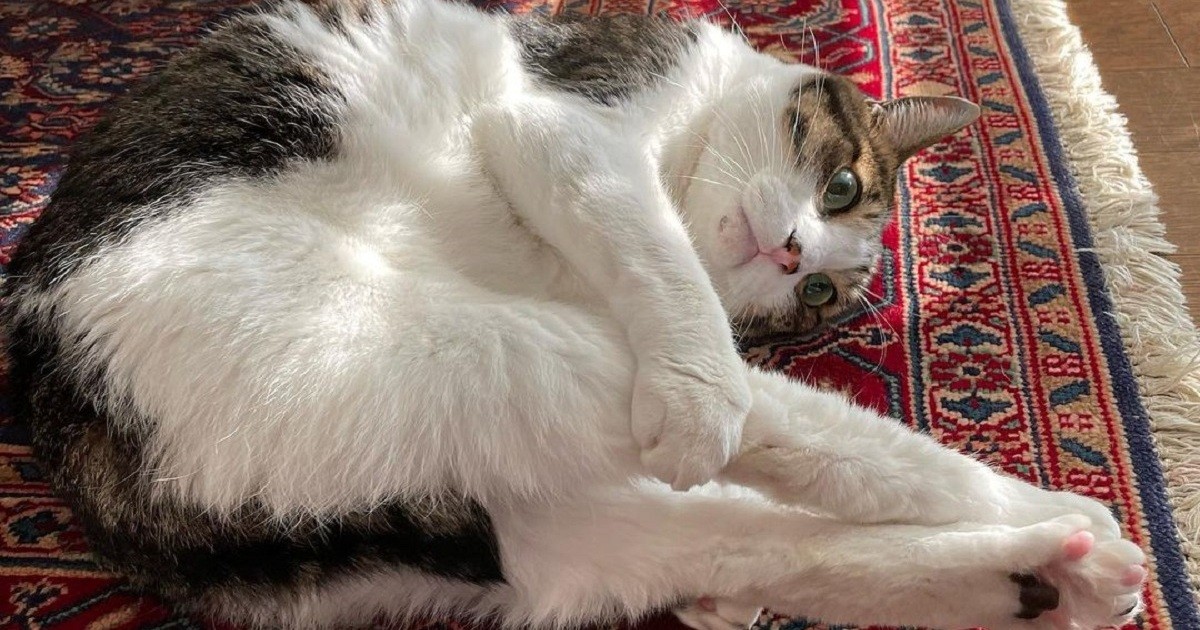 おもちゃのビリヤードで上手に遊ぶ姿がたまらない 素敵なキジ柄猫の ゴヤール 犬 猫との幸せな暮らしのためのペット情報サイト Sippo