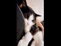 飼い主さんに抱きつきながら、かすかに唸り声を上げるBiBikoちゃん（画像提供：ウチのBiBikoさん）