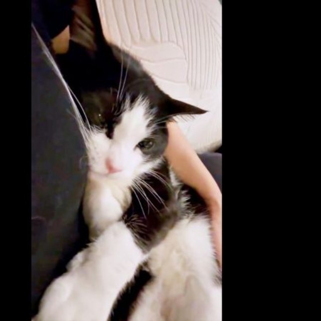 飼い主さんに抱きつきながら、かすかに唸り声を上げるBiBikoちゃん（画像提供：ウチのBiBikoさん）
