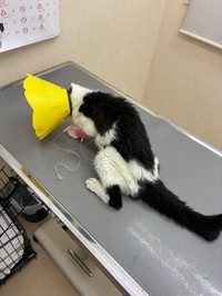 遺棄されて保護した猫さんは、動けるように（浅井院長提供）