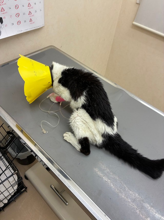 遺棄されて保護した猫さんは、動けるように（浅井院長提供）