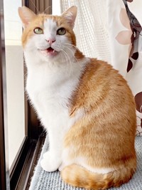 愛情を注がれ表情がガラリと変わった若林くん（画像提供：たいしおさん）