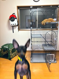 三毛のしじみちゃんを迎える前にお迎え用のケージを用意した所、めかぶちゃんは中でくつろぎ始め、せせりちゃんはジャンプでアピール（提供：薔薇子さん）