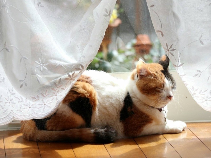 窓辺でうとうと