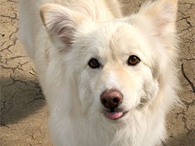 出会ったのは運命　周りを元気にしてくれる保護犬の「小糠」