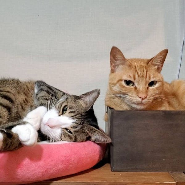 こうくんと顔つきがそっくりに