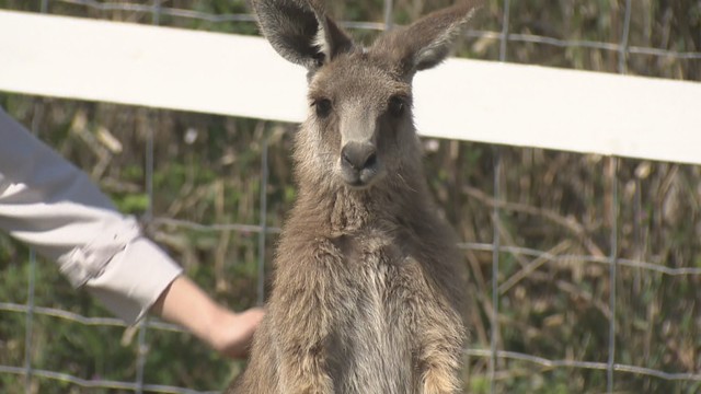 「おかやまフォレストパークドイツの森」のリニューアルに合わせてやってきたカンガルー