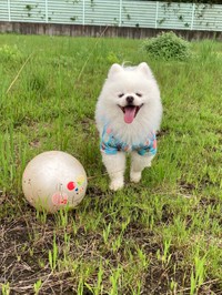 こちらは大好きなボールを前にとびっきりの笑顔のレイちゃん（提供：タレ目の犬(ポメラニアン)さん）