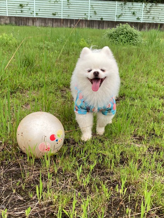 こちらは大好きなボールを前にとびっきりの笑顔のレイちゃん（提供：タレ目の犬(ポメラニアン)さん）