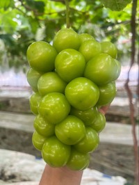 大粒のシャインマスカット（マルエス農園提供）