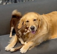 ロイズちゃんのことが好きでたまらない♡（提供：@worldpetworldさん）

