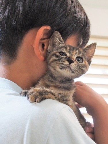 甘えん坊なくるみちゃんは妹キャラ