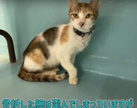 骨折したとみられる前足は歪んでいた（浦川さん提供、YouTubeよりキャプチャ撮影）