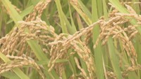 生産性向上へ…2027年度から水田政策見直し　収穫量に応じて補助金出す方針　高松市で説明会