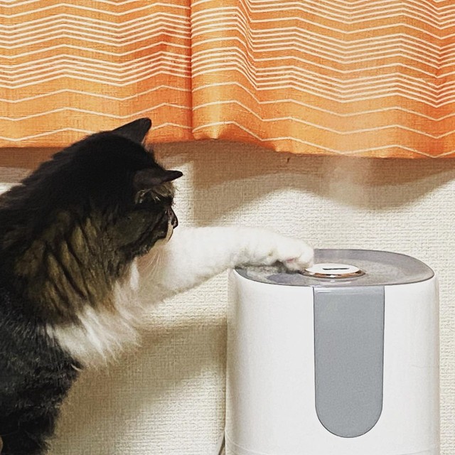 加湿器から出るミストに興味津々