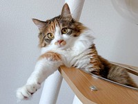 1歳を迎え、キャットタワーでくつろぐニコちゃん（画像提供：保護ねこ ニコちゃん）
