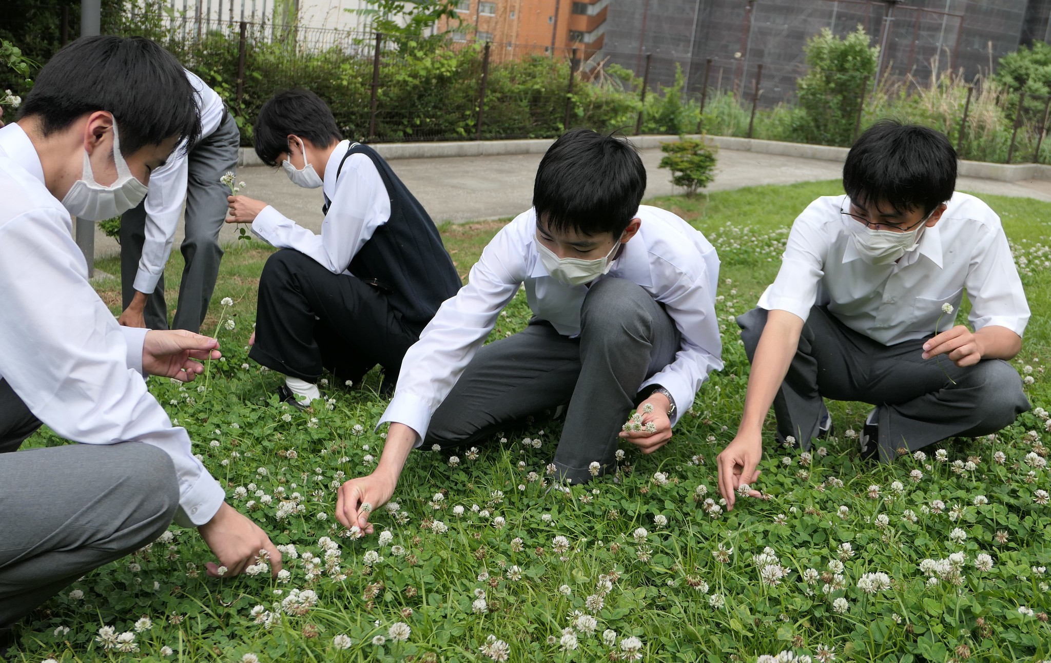 学校の敷地内に生えているシロツメクサの花を摘む部員たち
