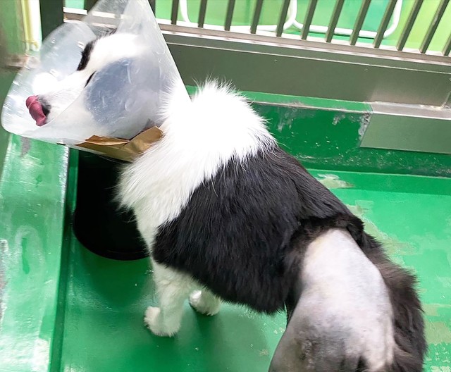 墨の大腿骨切除の跡