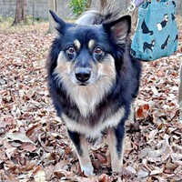 9歳を迎えた神楽ちゃんの姉妹犬・モコちゃん（画像提供：kaguramama_makiさん）