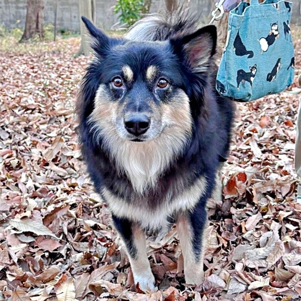 9歳を迎えた神楽ちゃんの姉妹犬・モコちゃん（画像提供：kaguramama_makiさん）