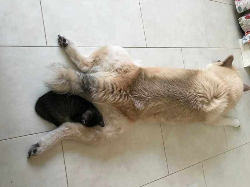 オジロを枕に寝るキラ（クリン）（かよこさん提供）