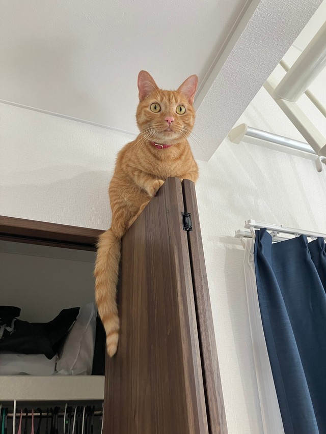 「家を傷つけそうなほうの写真」というひと言とともに投稿された写真、その4（画像提供：むぎと人間さん）