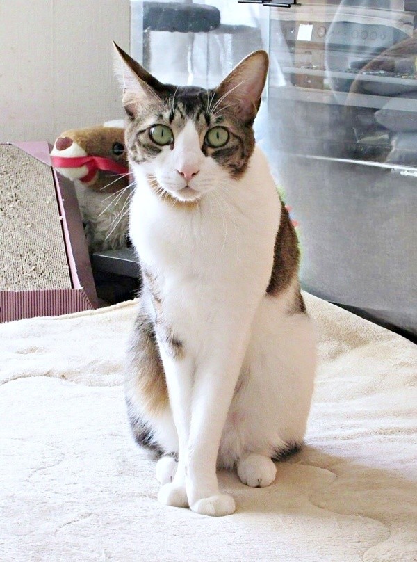 美しいたたずまいが素敵なくうちゃん（画像提供：Yさん）