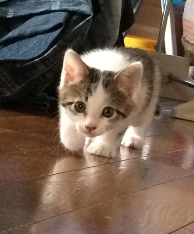 大きな耳と丸い目が可愛い子猫時代