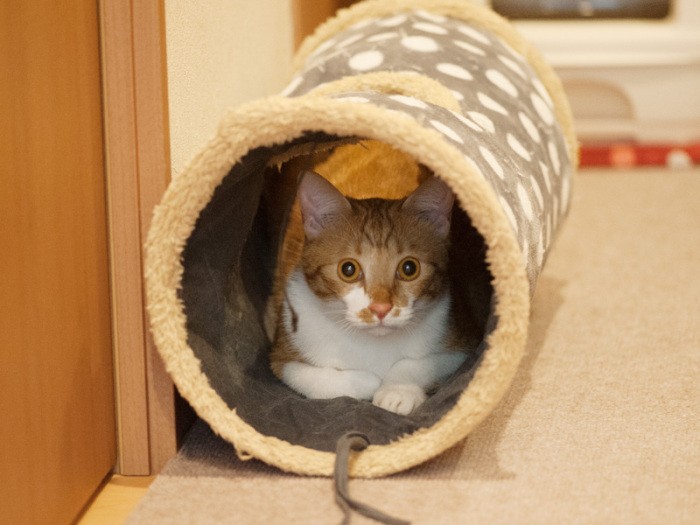 「こんなところに隠れてみたけど丸見えだね」（小林写函撮影）