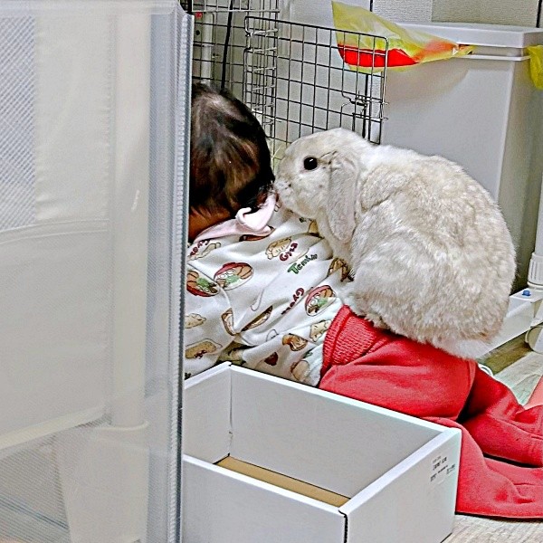 ケージをのぞく息子さんと背中で見守るまふぃんくん。一瞬の出来事を写真におさめました（画像提供：まふぃん君さん）