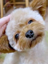 なでなでされてうっとりするぽっちちゃん（画像提供：もじゃ犬ぽっちさん）