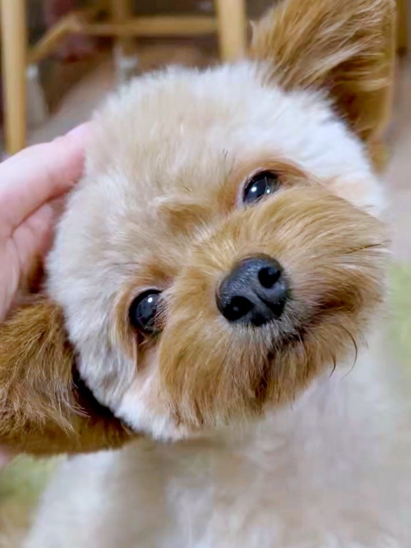 なでなでされてうっとりするぽっちちゃん（画像提供：もじゃ犬ぽっちさん）