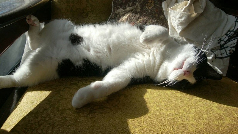 怖がっていろいろあったけれど、シノビちゃんはだんだんとおうちの猫に……。高橋さんは9歳の頃に近所で生まれたシャムを飼って以来、庭に来る野良猫を家に招き入れたり子猫をもらったり、ずっと猫と接してきたそう。シノビちゃんは“5匹目”の同居猫だそう（高橋さん提供）