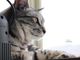 趣味はダンボールの解体だよ　ミックス猫の「いちか」