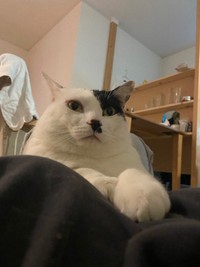 何かを見つめるむーちゃん（提供：mareさん）