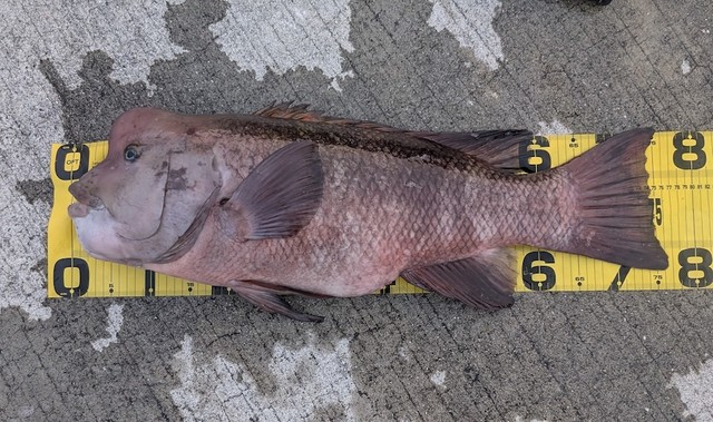 この日のキーさんの釣果は75cmのオスのコブダイ（画像提供：キーさん）