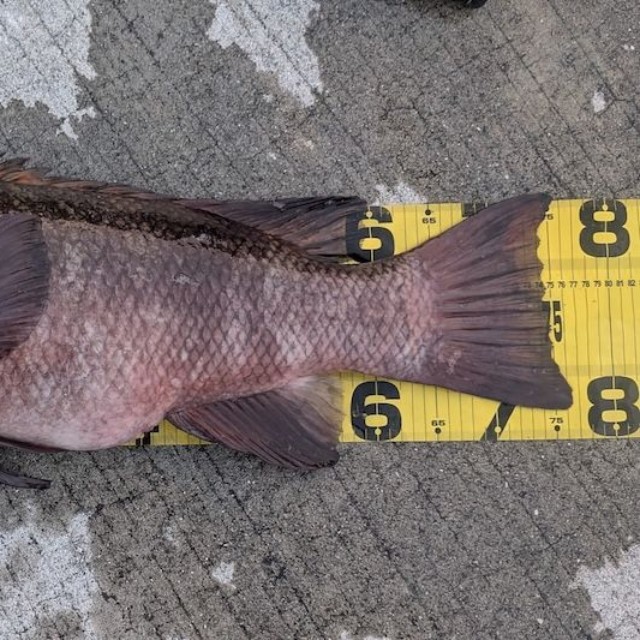 この日のキーさんの釣果は75cmのオスのコブダイ（画像提供：キーさん）