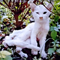 茂みに隠れていたてまりくん（画像提供：てまり らふ ビスコさん）