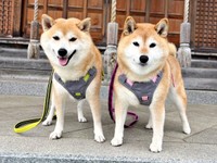 仲良くお散歩する（左から）妹・ぽんずさん、ゆずさんゆずさん（画像提供：ゆず9 ぽんず6さん）